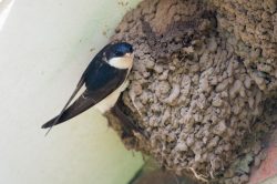 house-martin-delichon-urbica-2