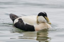 common-eider-duck-somateria-mollissima-5