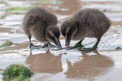 common-eider-duck-somateria-mollissima-6