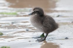 common-eider-duck-somateria-mollissima-7