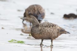 common-eider-duck-somateria-mollissima-8