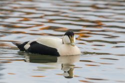 common-eider-duck-somateria-mollissima-9