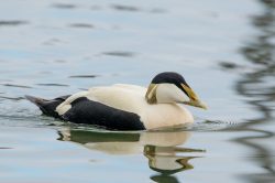 common-eider-duck-somateria-mollissima-10