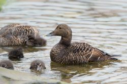 common-eider-duck-somateria-mollissima-11