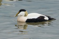 common-eider-duck-somateria-mollissima-12