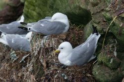 black-legged-kittiwake-rissa-tridactyla-3