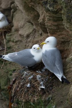 black-legged-kittiwake-rissa-tridactyla-4