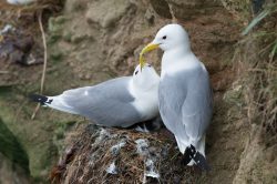 black-legged-kittiwake-rissa-tridactyla-5