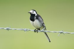 pied-wagtail-motachilla-alba