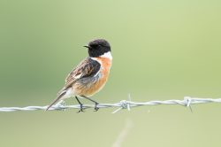 stonechat-saxicola-torquata