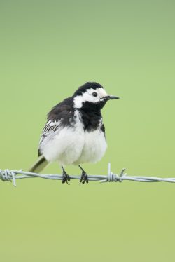 pied-wagtail-motachilla-alba-2