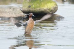 eurasian-teal-anas-crecca