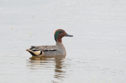 eurasian-teal-anas-crecca-2