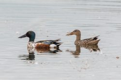 northern-shoveller-duck-anas-clypeata