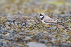 common-ringed-plover-charadrius-hiaticula
