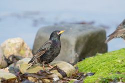 common-starling-sturnus-vulgaris