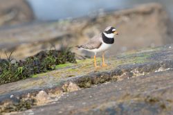 common-ringed-plover-charadrius-hiaticula-2