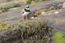 common-ringed-plover-charadrius-hiaticula-3