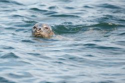 grey-seal-halichoerus-grypus