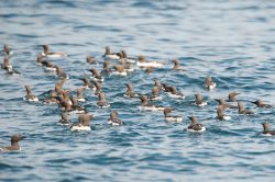guillemots-uria-aalge-4
