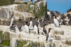 guillemots-uria-aalge-5