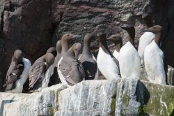 guillemots-uria-aalge-6