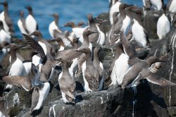 guillemots-uria-aalge-7