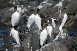 guillemots-uria-aalge-8