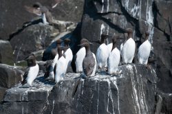 guillemots-uria-aalge-9
