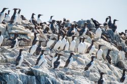 guillemots-uria-aalge-10