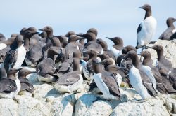 guillemots-uria-aalge-11
