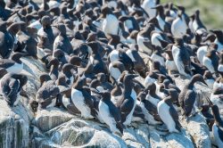 guillemots-uria-aalge-12