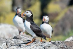 atlantic-puffin-fratercula-arctica-2