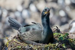 european-shag-phalacrocorax-aristotelis