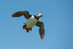 atlantic-puffin-fratercula-arctica-3