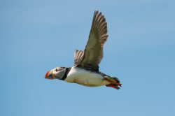 atlantic-puffin-fratercula-arctica-4