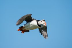 atlantic-puffin-fratercula-arctica-5