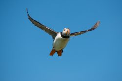 atlantic-puffin-fratercula-arctica-6