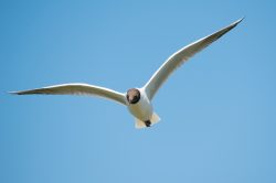 black-headed-gull-chroicocephalus-ridibundus