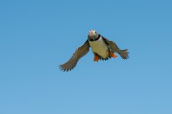 atlantic-puffin-fratercula-arctica-7