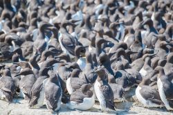 guillemots-uria-aalge-13