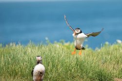 atlantic-puffin-fratercula-arctica-8