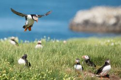 atlantic-puffin-fratercula-arctica-9