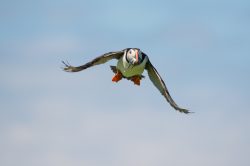 atlantic-puffin-fratercula-arctica-10