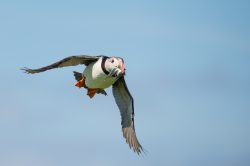 atlantic-puffin-fratercula-arctica-11