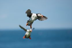 atlantic-puffin-fratercula-arctica-12