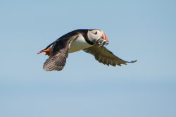 atlantic-puffin-fratercula-arctica-13