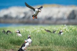 atlantic-puffin-fratercula-arctica-14