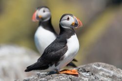 atlantic-puffin-fratercula-arctica-15