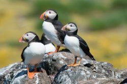 atlantic-puffin-fratercula-arctica-16